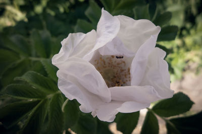 Close-up of white flowering plant