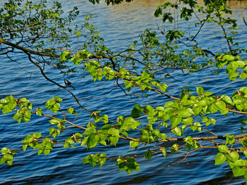 Water lily in lake