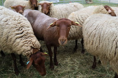 Sheep grazing on field