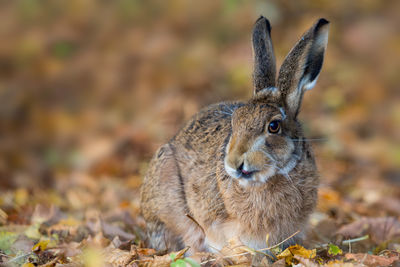 Close-up of a rabbit