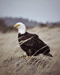 Close-up of eagle