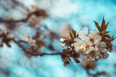 Close-up of cherry blossoms in spring