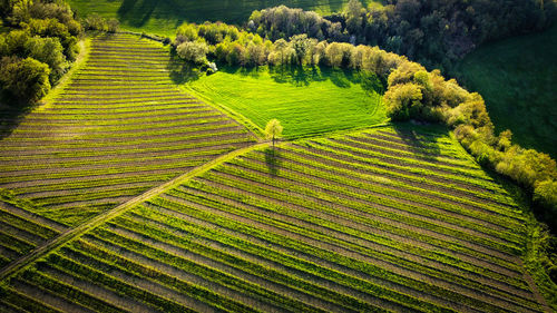 High angle view of trees