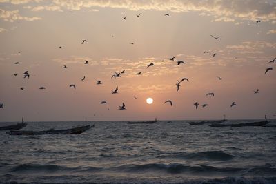 Flock of birds flying over sea in sunset