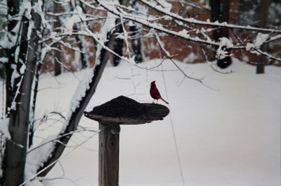 Bird perching on wall