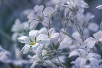 Close-up of white flowering plant