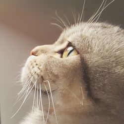 Close-up of cat looking up