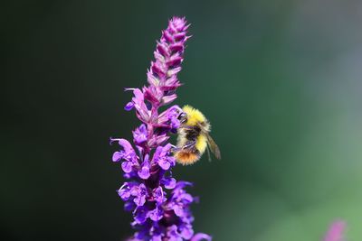 Close-up of bee pollinating on purple flower