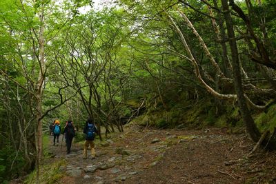 People walking on footpath in forest