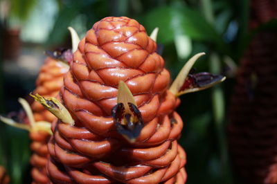 Macro shot of plant at royal botanic gardens