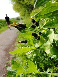 Close-up of insect on plant