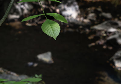 nature