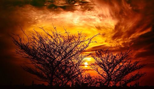 Low angle view of bare trees at sunset