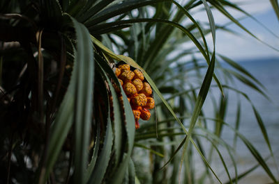 Close-up of fruit growing on tree