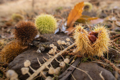 Close-up of dried plant on field