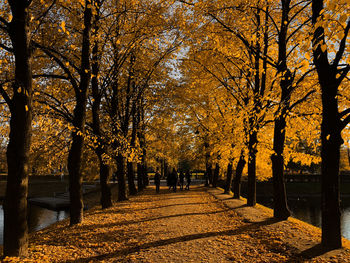 Trees in park during autumn