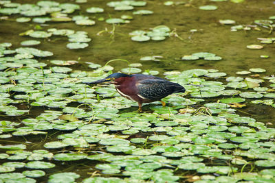 Bird in a lake