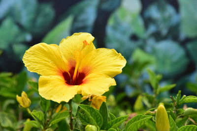 Close-up of yellow hibiscus growing at park