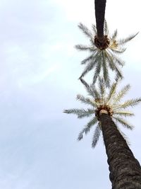 Low angle view of coconut palm tree against sky