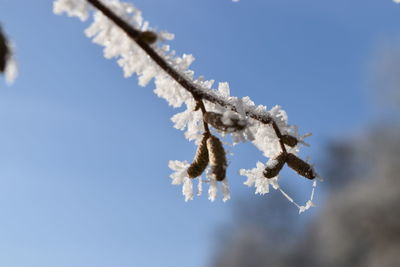 Close-up of frozen plant against blue sky