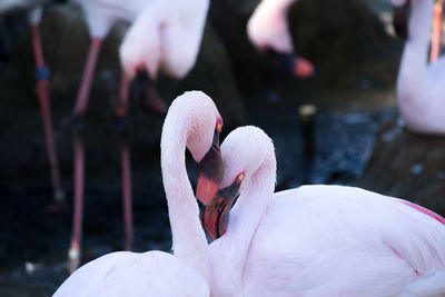 Close-up of swan in lake