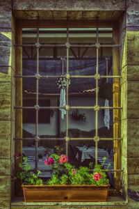 Potted plants in backyard