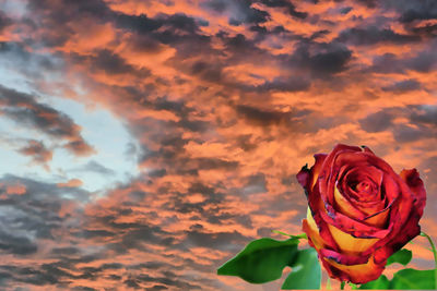 Close-up of rose against orange sky