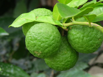 Close-up of fruit growing on tree