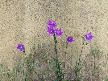 Close-up of purple flowers