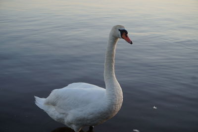 Swan swimming in lake