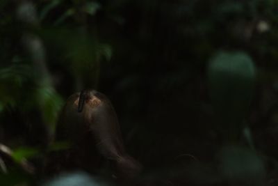 Close-up of monkey on tree