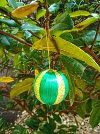 Close-up of fruit growing on tree