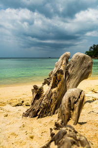 Close-up of driftwood on beach