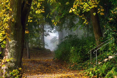 Trees in forest during autumn