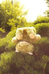 Close-up of sheep on grass