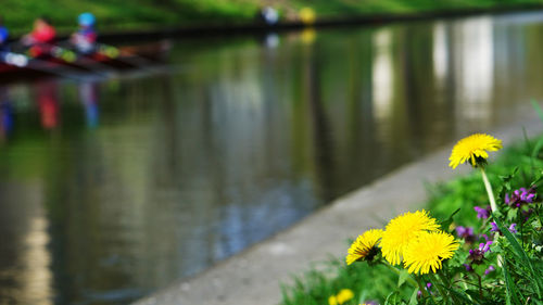 Close-up of flowers growing in lake