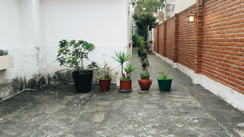 plant