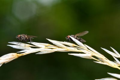 Two flys on a plant in green nature