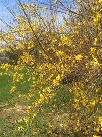 Close-up of yellow flower tree