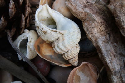 Close-up of mushrooms growing on tree trunk