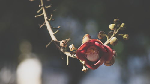 Close-up of red flowering plant