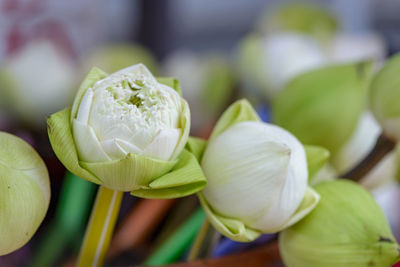 Indian lotus buds in colorful straws for worship at buddhist temple. bangkok, thailand