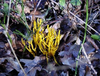 Close-up of yellow flowers