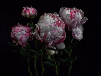 Close-up of pink flowers over black background