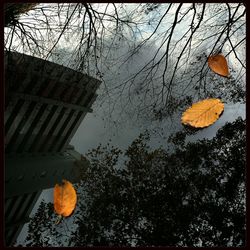 Leaves on tree trunk