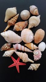 High angle view of shells on black background