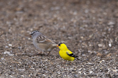 Close-up of a bird perching on a field