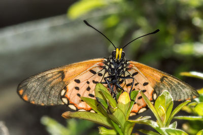 Close-up of butterfly perching on leaf