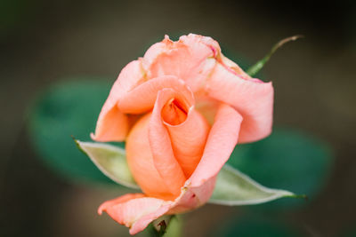 Close-up of orange rose blooming outdoors