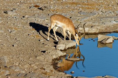 View of horse drinking water